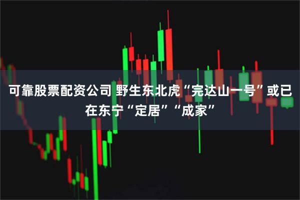 可靠股票配资公司 野生东北虎“完达山一号”或已在东宁“定居”“成家”